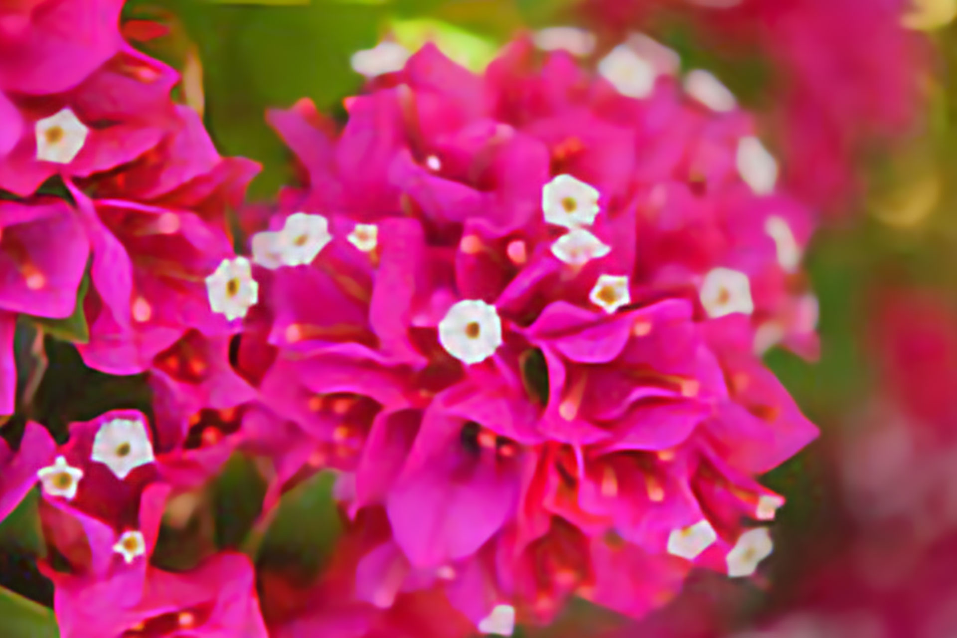Bougainvillea is Widely Used in Naples FL – Tropical Landscape Maintenance